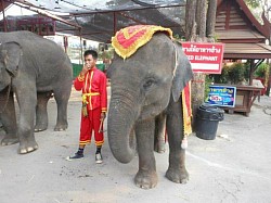 บริการรถเหมาแท็กซี่ เหมารถ ขี่ช้างในจังหวัดอยุธยา เหมาวัน